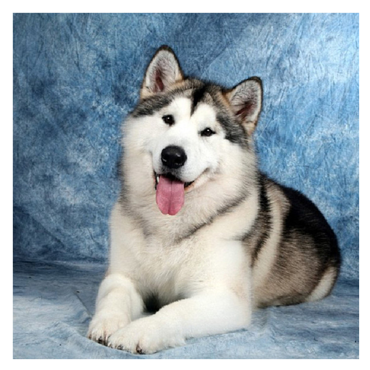 Diamantový obraz Pes husky