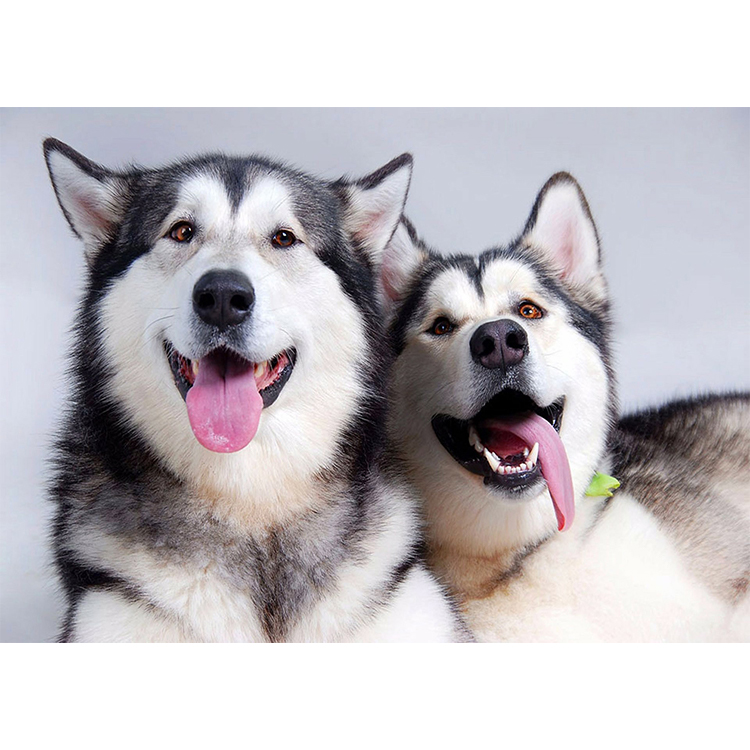 Diamantový obraz Dva psi husky